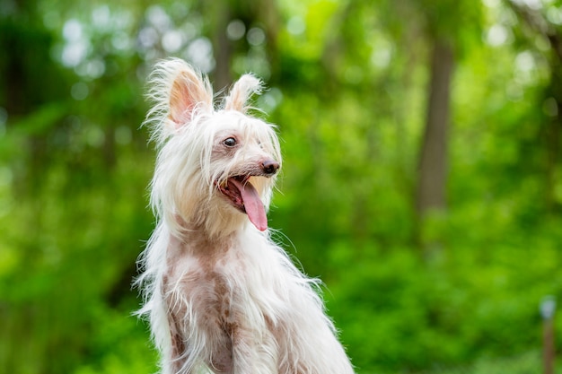 中国語の紋付き犬ぼやけて緑の木々 プレミアム写真