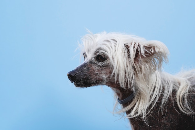 long hair chinese crested