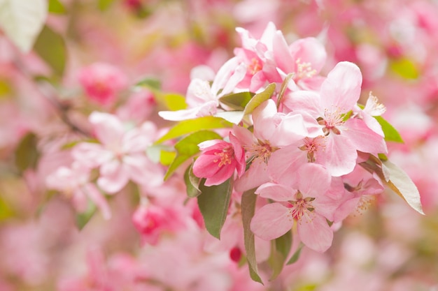 Premium Photo | Chinese flowering crab-apple blooming. pink bud on a ...