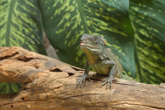 Premium Photo | Chinese water dragon, thai water dragon, and green ...