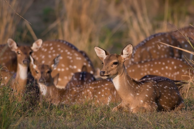 Premium Photo | Chital deer