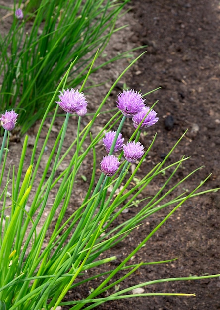 チャイブタマネギ植物が開花します タマネギの花 チャイブ Allium Schoenoprasum の開花 プレミアム写真