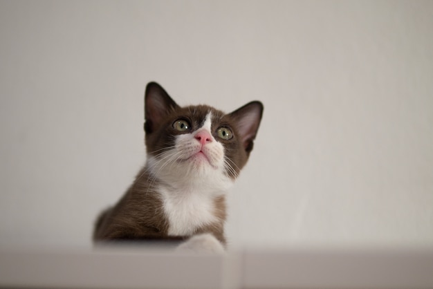 Chocolate Brown Cat With White Mask Is Looking At Something