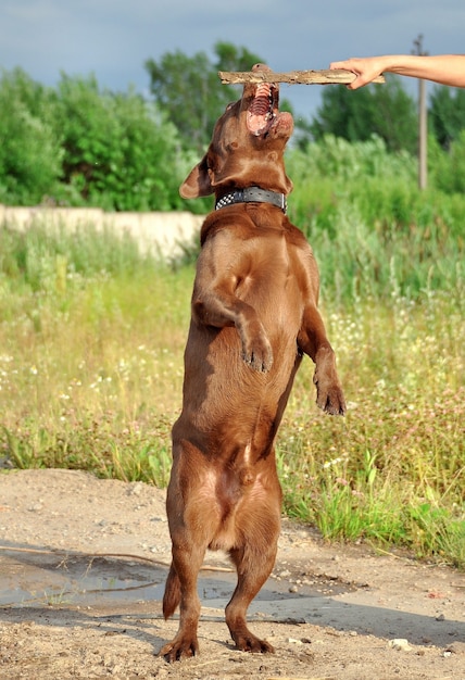 How tall is a chocolate lab standing straight up