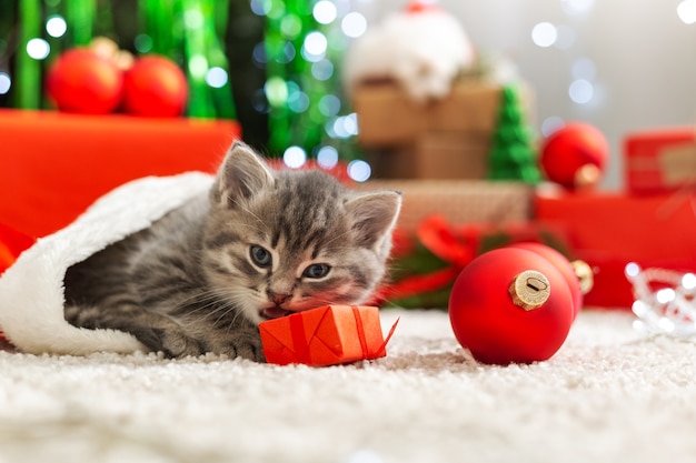 クリスマスの猫はギフトボックスのぶち子猫と遊ぶ プレミアム写真