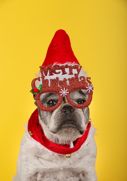 Premium Photo Christmas Dog Portrait French Bulldog Dog With Red Glasses Christmas Hat And Red Collar Winter Christmas Pets