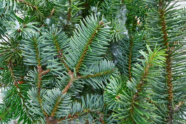 Premium Photo | Christmas real fir tree leaves macro