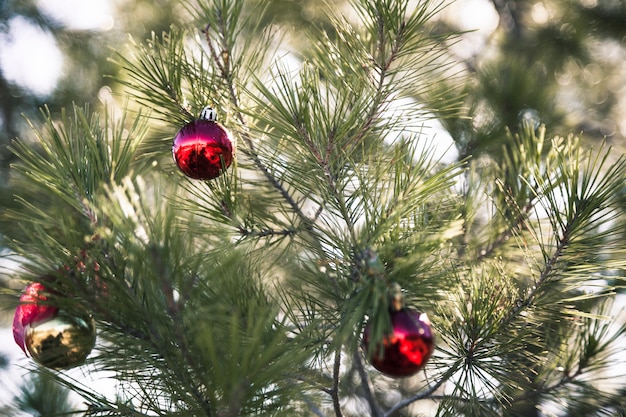 Albero Di Natale In Natura Con Tre Palle Di Natale Foto Gratis