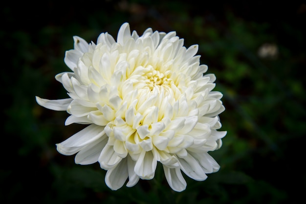 Premium Photo | Chrysanthemum on black