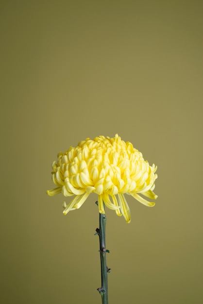 Free Photo | Chrysanthemum flower against yellow background