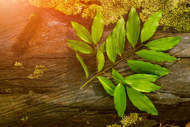 Premium Photo Cinnamon Leaf Seasoning Leaf Tropical Leaf Wooden Table