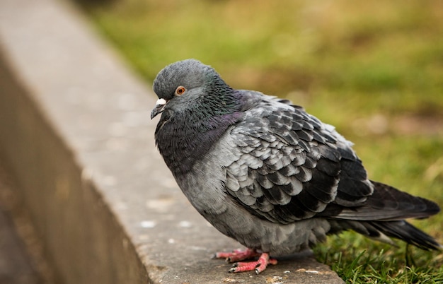 Premium Photo | City doves or city pigeons crowd streets and public squares