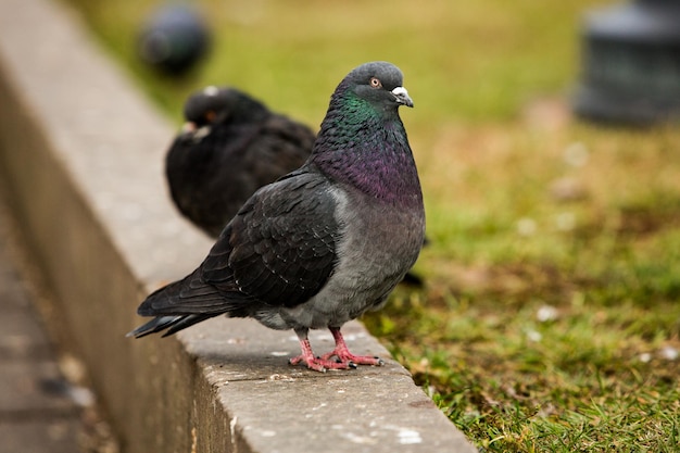 Premium Photo | City doves or city pigeons crowd streets and public squares