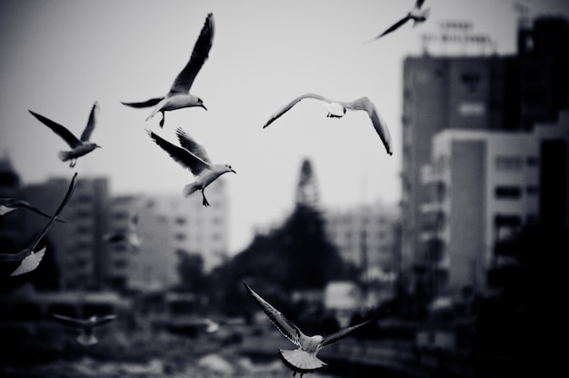 カモメとの街並み フィルムグレイン効果を持つ白黒写真 無料の写真