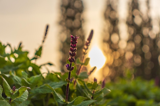 Premium Photo | Clary sage field sunrise