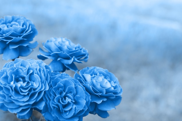 Premium | Classic blue rose flower on nature background. classic blue color