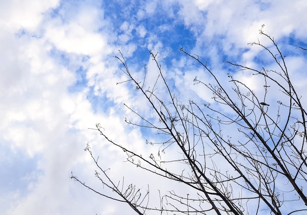 Premium Photo | Classic dry tree on blue sky background.