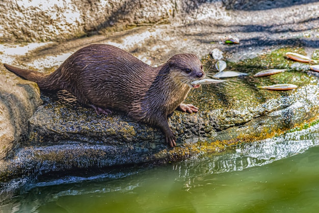 真昼に魚を食べるツノガエル プレミアム写真