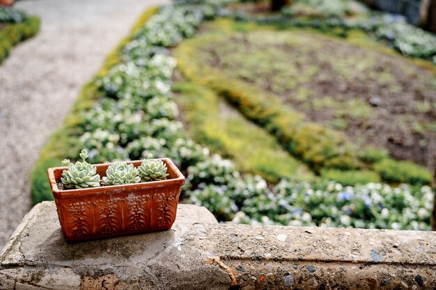 花壇を背景にエケベリア多肉植物の土鍋 プレミアム写真