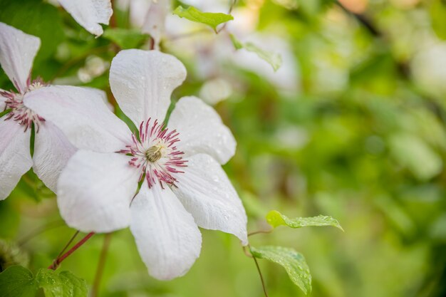 プレミアム写真 クレマチスアルマンディ 香りの良い常緑の春開花クレマチスと素敵な淡い白い花 夏の庭に咲くクレマチスブッシュ コピースペース