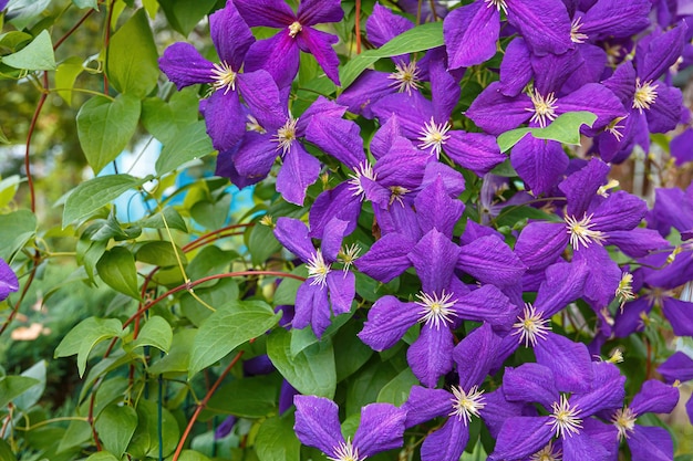 クレマチス ジャックマニーは 紫色の花を持つ美しいつる植物です 夏の間ずっと咲いています プレミアム写真