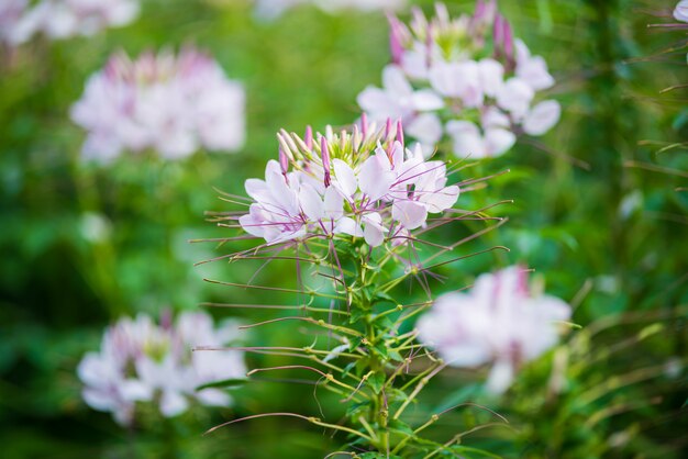 クレオームの花 クレオメの種はクモの花として一般的に知られています プレミアム写真