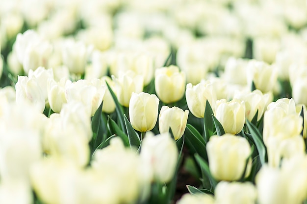 Premium Photo | Close fresh white tulip in field.