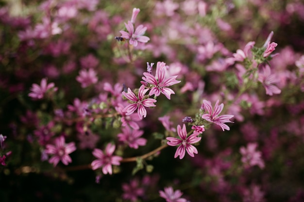 自然なぼやけた薄ピンクの花のショットを閉じる 無料の写真
