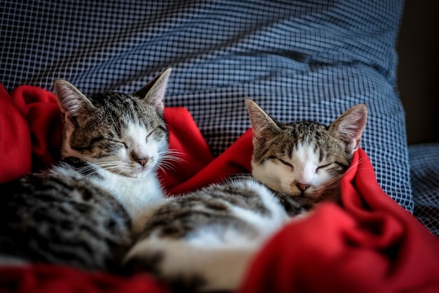 赤い毛布で寝ている2匹のかわいい猫のショットを閉じる 無料の写真