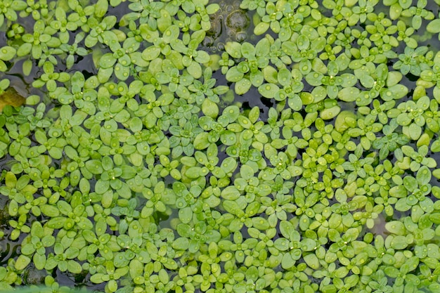 Premium Photo | Close top view of aquatic duckweed plants on the ...