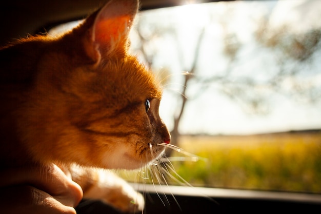 Free Photo Close Up Adorable Cat Looking On Window Car