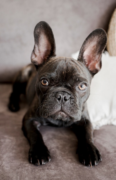 Free Photo | Close-up adorable french bulldog