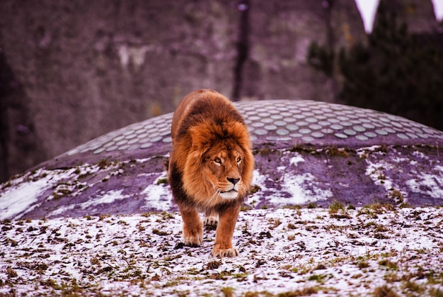 Premium Photo | Close up on african male lion in captivity