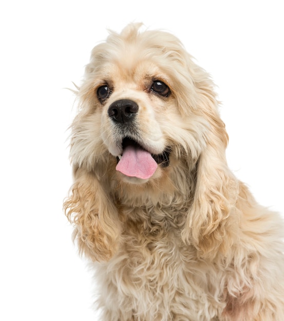 Premium Photo | Close-up of an american cocker spaniel puppy panting ...