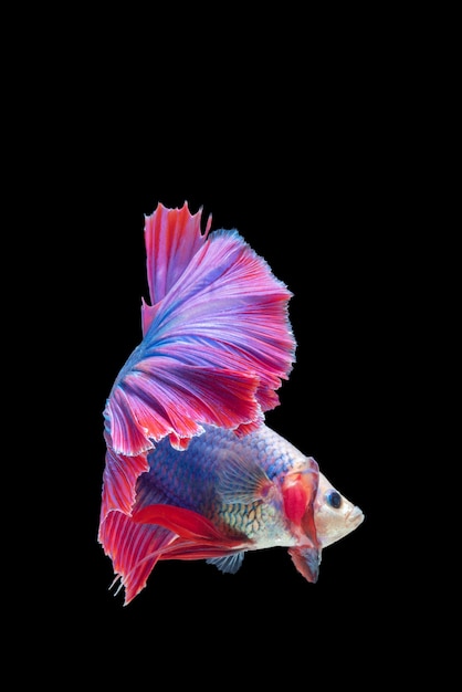 赤と青のベタ魚の芸術の動きを閉じます プレミアム写真