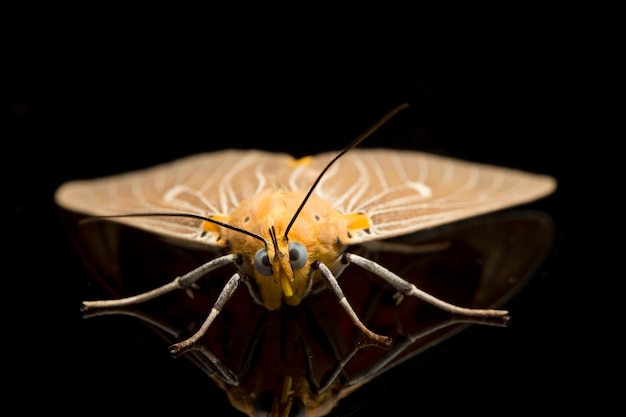 Premium Photo Close Up Of Asota Heliconia Butterfly