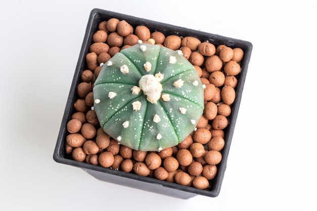 Close up astrophytum asterias cactus on black pot isolate on white Premium Photo