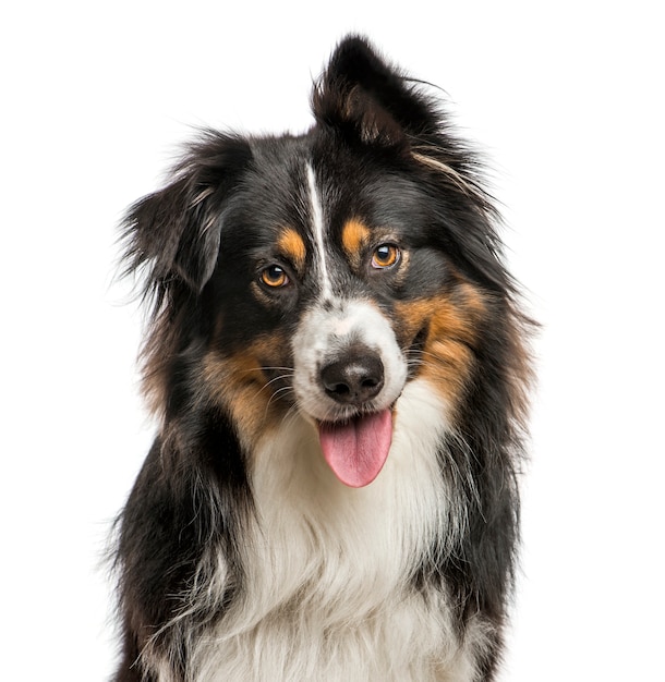 australian shepherd breeders near me