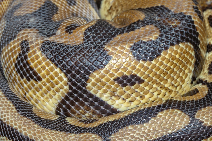 Premium Photo | Close up ball python snake skin