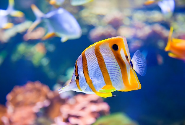 Premium Photo | Close-up of a beaked coralfish in an aquarium