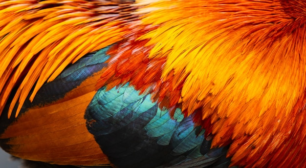 Premium Photo | Close up beautiful colourful pattern of rooster or