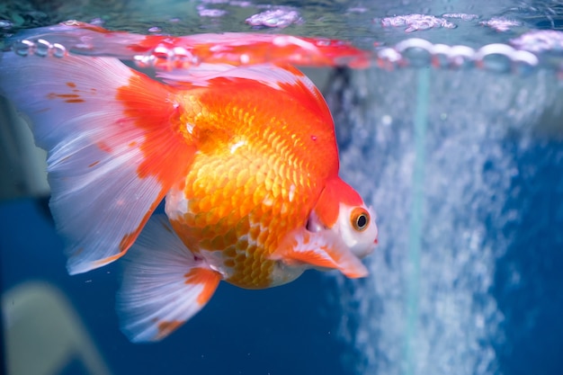 pretty gold fish