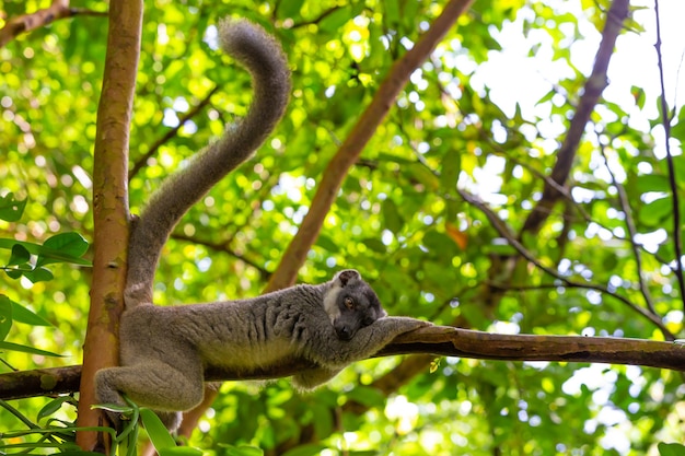 Photo | up on beautiful lemur in nature
