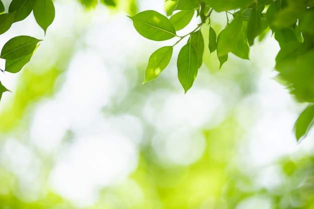 Close up of beautiful nature view green leaf on blurred greenery ...