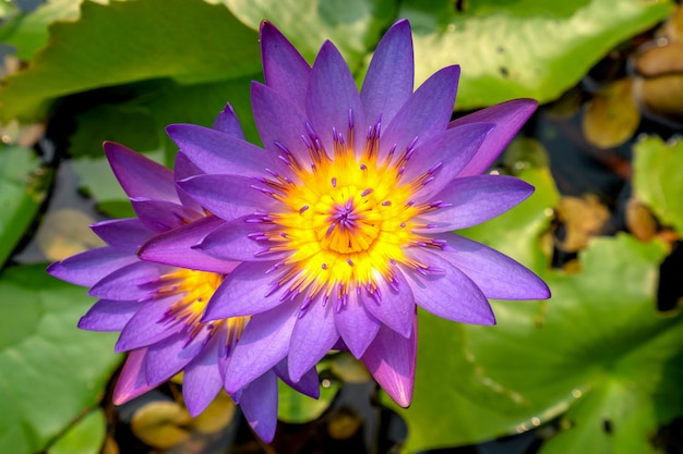 Premium Photo | Close up beautiful purpel lotus lotus leaf background