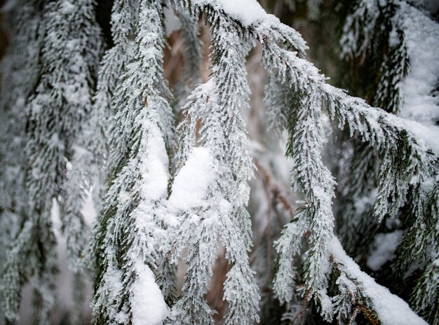 Premium Photo | Close-up of beautiful smooth snowy fir branches