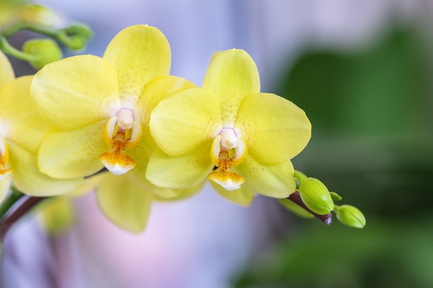 Premium Photo Close Up Beautiful Yellow Phalaenopsis Orchids Or Moth Orchid In A Garden 