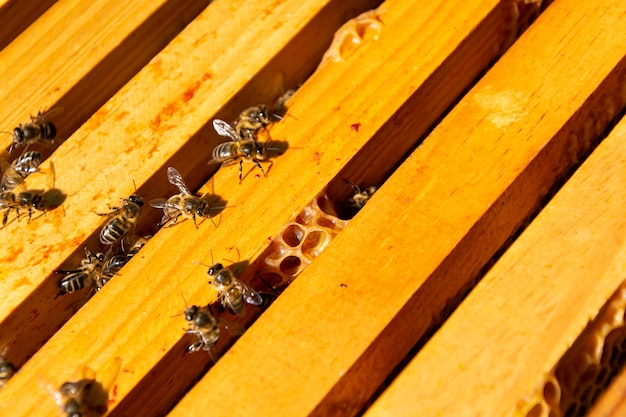 Premium Photo | Close up bees in a comb producing honey