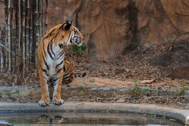 Premium Photo | Close up bengal tiger in zoo