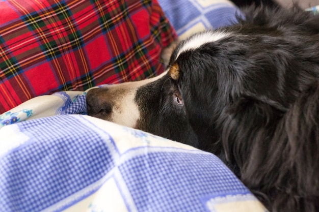 Close Up Bernese Mountain Dog Sleeping Time Dog Is Sleeping On